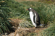 Picture 'Ant1_1_01092 Gentoo Penguin, Pygoscelis Papua, Antarctica and sub-Antarctic islands, South Georgia, Godthul'